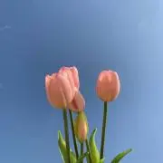 のこの画像