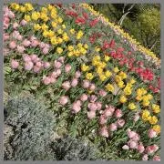 Flower  12時迄ご購入は当日発送の画像