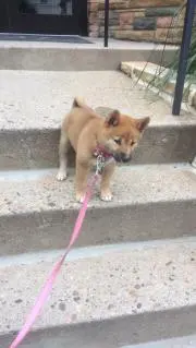 ジュリア