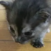 タクミン