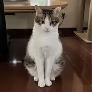 ふくふくの画像