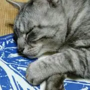 sato♪