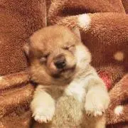 春馬