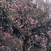 しいしい