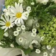 viola*の画像