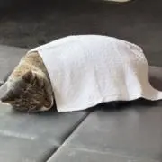恭