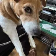 ブラックパンダの画像