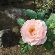 sachiの画像