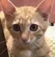 トワ子（プロフも読んでください）