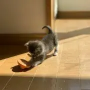 みあくの画像
