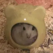 ＊kz＊の画像