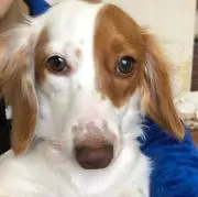 あきゅの画像