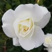 oriyの画像