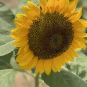 marisaの画像