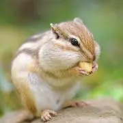 ナカジーヌの画像