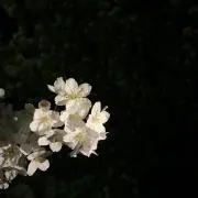 あおの画像