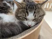 momomoの画像