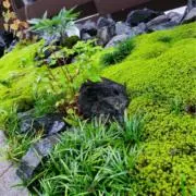 leaf．の画像