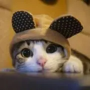 みゃん