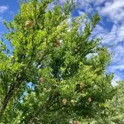 あづきの画像