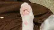しゅうの画像