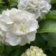 梅の画像