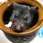 こぐまの画像