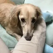 まいこ