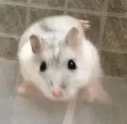 ボブ