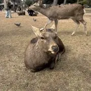ぽこぽこの画像