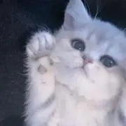 にゃんの画像