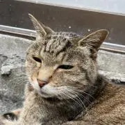 じゃがりこの画像