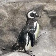 ペンの画像