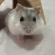 まみたす