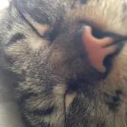 ぶた子