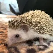 k.k