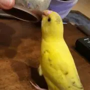 ボルダの画像