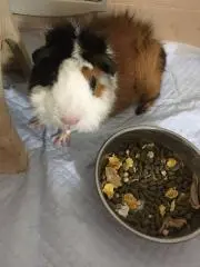 あずきの画像