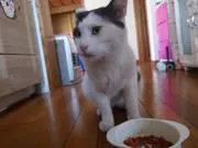 あきたの画像