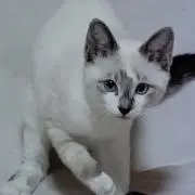 てん。の画像
