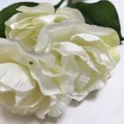 MGI.の画像