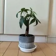 くるぴょんの画像