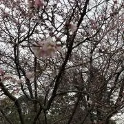 KDKの画像