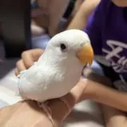 maachanの画像
