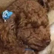 チョコ