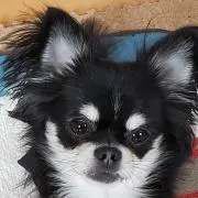 ウチノマロン