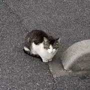ゆうの画像