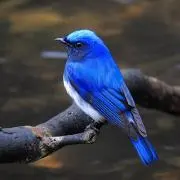 ヒヨ子の画像