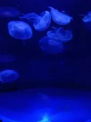 ネネコの画像