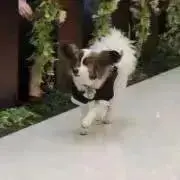 こうふくぱずる